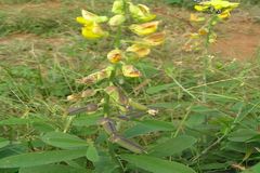 Crotalaria retusa